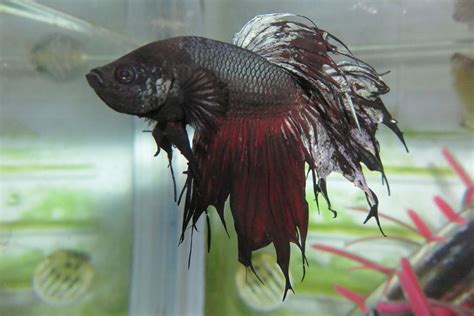 Betta Fish Fin Loss vs. Fin Rot (Differences) - FishLab.com