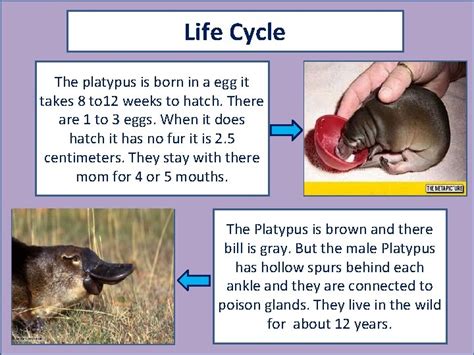 Duck Billed Platypus Life Cycle