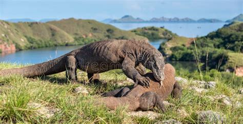 The Fighting of Komodo Dragons Stock Photo - Image of battle, fighting ...