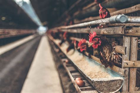 1459x821px | free download | HD wallpaper: chicken poultry, egg, factory, feed, farm, farm ...