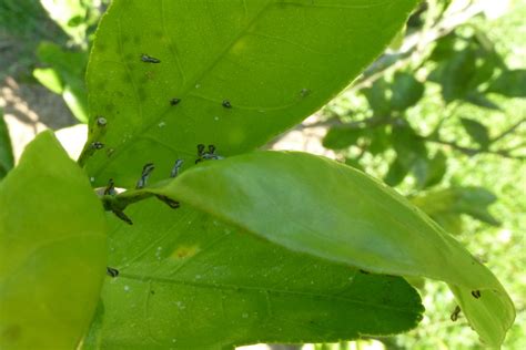 A picture of the citrus psyllids on the underside of a citrus leaf