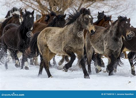 Horses Running in the Snow stock photo. Image of black - 87760018