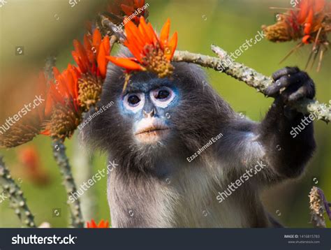 Phayres Leaf Monkeytrachypithecus Phayrei Known Phayres Stock Photo 1416815783 | Shutterstock