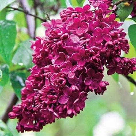 25 Red French Lilac Seeds Tree Flowers Seed Bloom Flower 356 Fresh ...