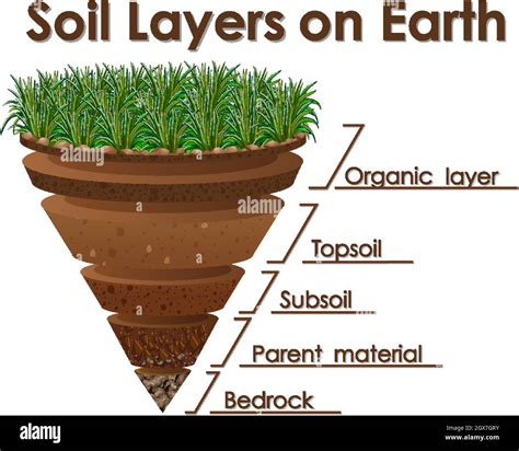 Diagram showing soil layers on earth Stock Vector Image & Art - Alamy