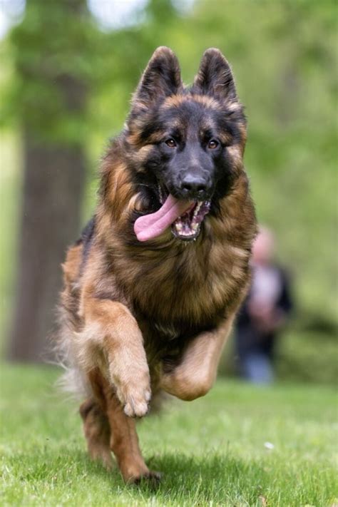 Secretos Del Perro Pastor Alemán: Cuidados y Adiestramiento Curso ...