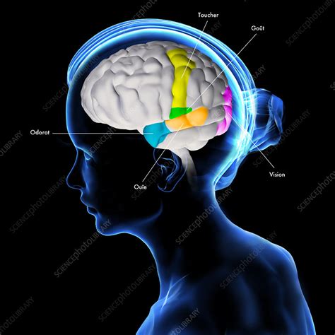 Sensory areas of the brain, illustration - Stock Image - C049/3367 ...