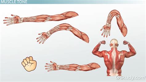 Muscle Tone | Definition, Abnormality & Grading - Video & Lesson Transcript | Study.com