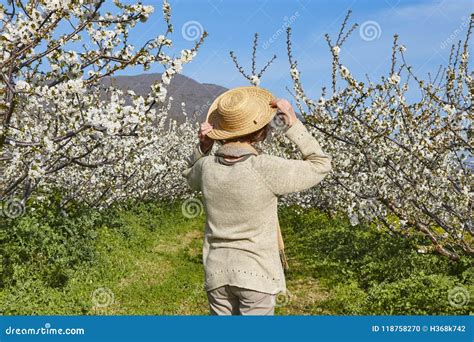 Woman Looking Cherry Blossom. Jerte Valley, Caceres. Spring Spain Editorial Image - Image of ...