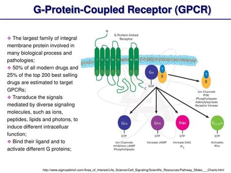 PPT - G-Protein-Coupled Receptor (GPCR): Structure and Function ...