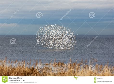 Flock of Dunlin stock photo. Image of delta, group, large - 85997026