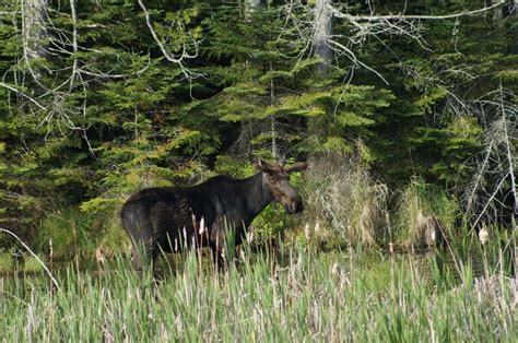 Wolves might help moose avoid acquiring deadly deer parasite | Mirage News