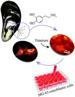 Evaluation of the direct effects of poly(dopamine) on the in vitro response of human ...