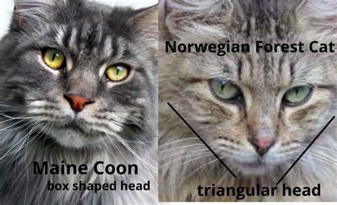 Maine Coon vs The Norwegian Forest Cat (Telling Them Apart) - Maine Coon Expert