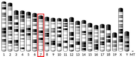 Prostacyclin receptor - Wikipedia