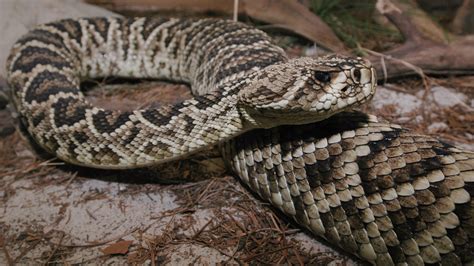 Knowing Florida's venomous snakes, from a distance