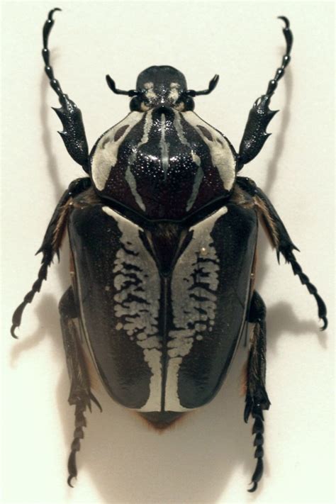 goliath beetle Archives - C.S.W.D