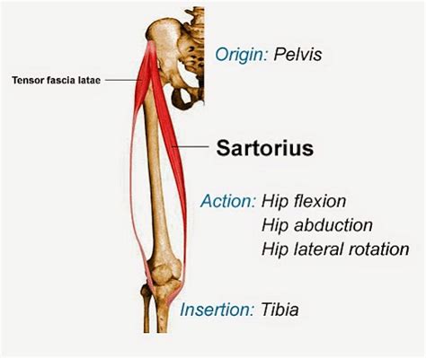 Sartorius Muscle: Origin, Insertion, Function & Location