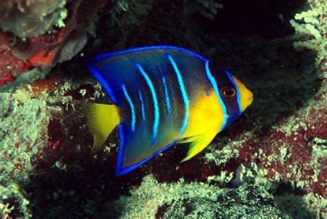 Angelfish ~ Aquatic Animals