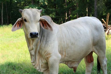 Brahman Bull. This white Brahman bull stands in the pasture surveying his domain , #AFFILIATE, # ...