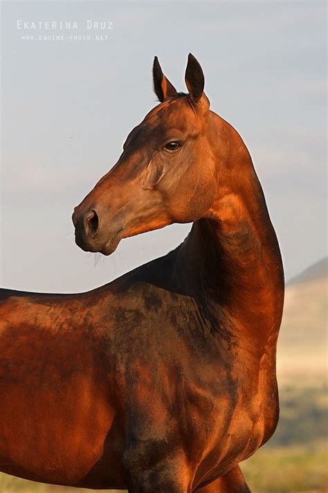 Akhal Teke | Horses, Akhal teke horses, Beautiful horses