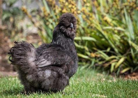 Black Chicken Eggs - The Happy Chicken Coop