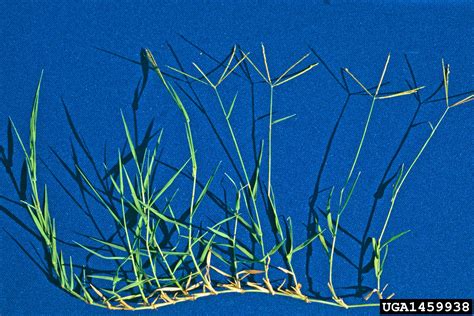 bermudagrass (Cynodon dactylon)