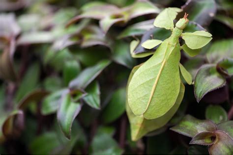 Insecto hoja (Phyllium philippinicum): cuidados y cría en cautiverio - Mis animales