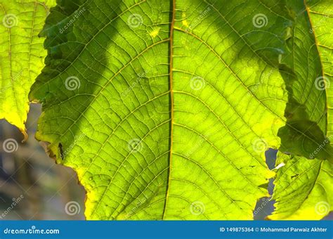 A green leaf macro shot stock photo. Image of brightly - 149875364