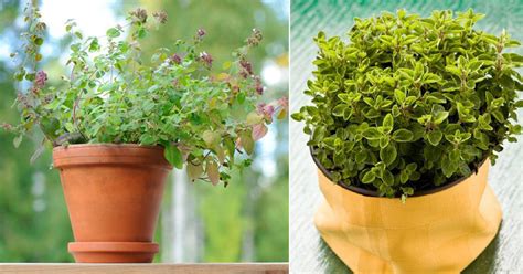 The Ultimate Guide to Grow Marjoram in Pots | Balcony Garden Web