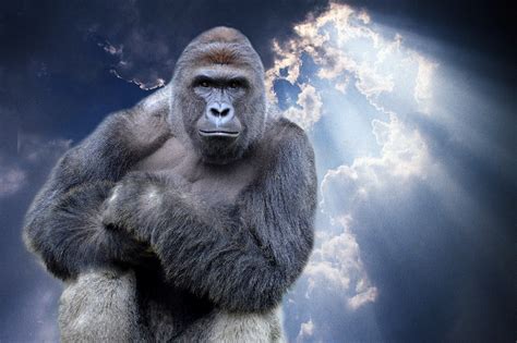 Harambe And The Chainsmokers' 'Closer' Merge Together For the Perfect ...