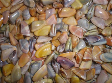 Coquina shells, some of my favorites, love to watch them dig back into the sand after the waves ...