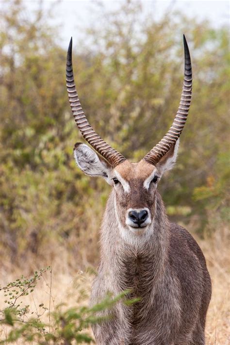 Waterbuck | African antelope, Animals wild, Animals