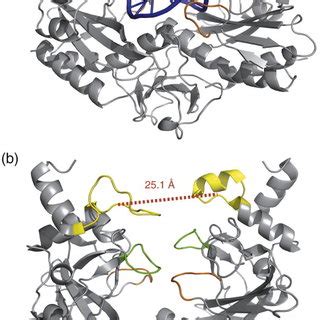 Ribbon representation of the crystal structures of EcoRV in bound (a)... | Download Scientific ...