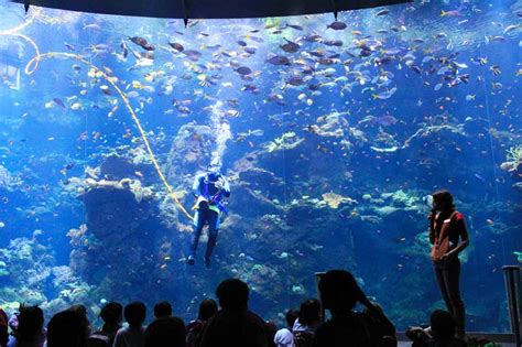 San Francisco Aquarium Looking for Volunteer Scuba Divers | California Diver Magazine