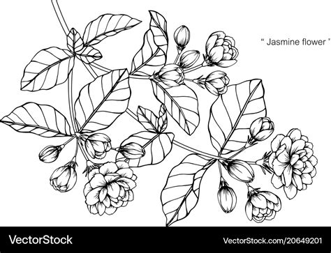 Jasmine Flower Drawings - Jasmine Flower Art Etsy - All the best ...