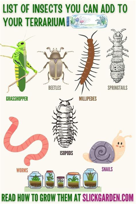 A List Of Insects You Can Add To Your Closed Terrarium | Terrarium diy ...