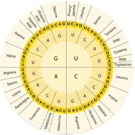 Diagrammatical representation of the human karyotype of haploid... | Download Scientific Diagram