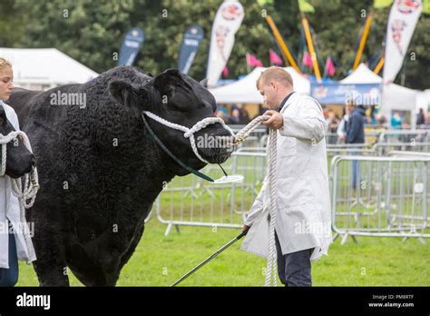 Aberdeen angus bull show hi-res stock photography and images - Alamy