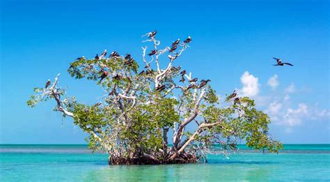 Mangrove Trees - Abu Dabbab Bay Marsa Alam