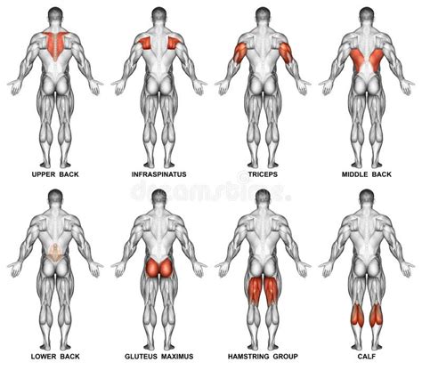 Exercitar Projeção Traseira Do Corpo Humano Foto de Stock - Ilustração de superior, humano: 67199766