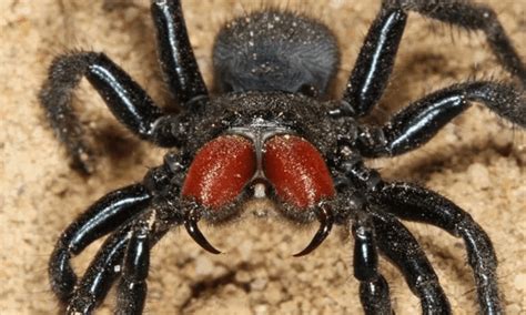 World's Oldest Spider Dies Aged 43