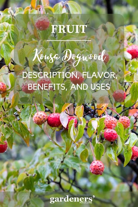 Kousa Dogwood Fruit: Description, Flavor, Benefits, And Uses - Gardeners' Magazine