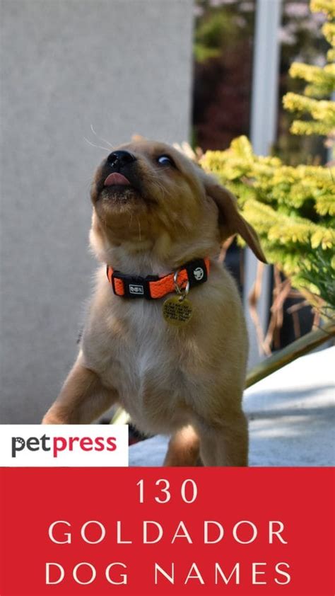 Top 130 Best Goldador Dog Names - PetPress