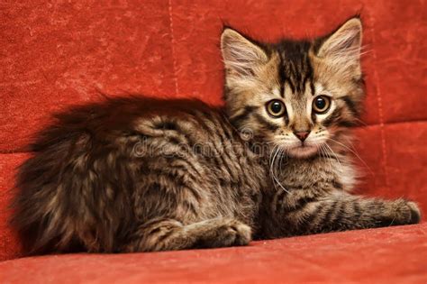 Adorable Fluffy Brown Kitten On A Red Stock Photo - Image of posing ...