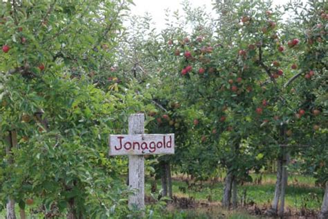 The Jonagold Apple Tree - Minneopa Orchards