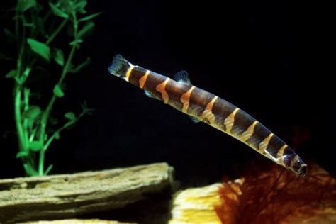 Kuhli Loach Care Guide: Behavior, Tank Size, Tank Mates, Breeding, etc ...