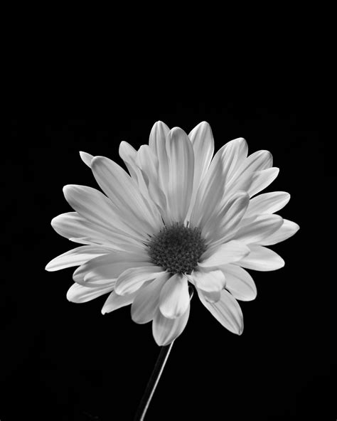 Daisy on Black, Fine Art Black and White Photography, Flower Art ...