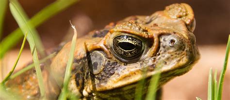 The Invasive Cane Toad | Critter Science