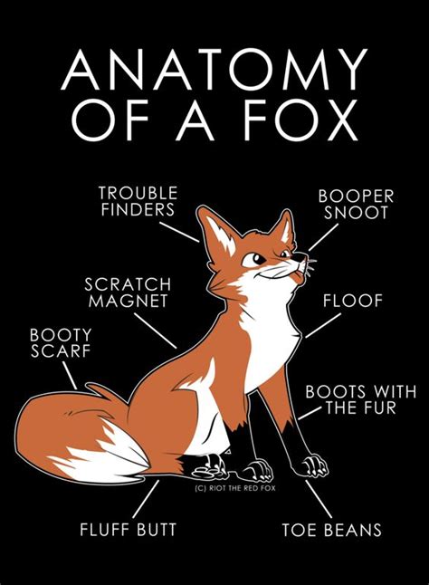 Anatomy of a Fox : r/foxes